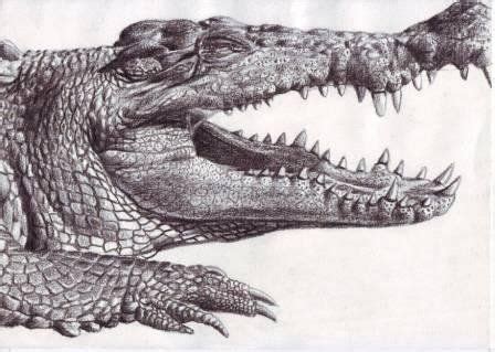 crocodile - realistic pencil drawing Realistic Animal Drawings ...