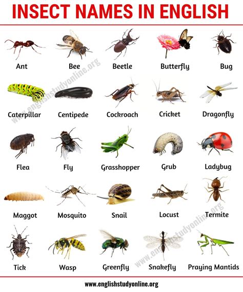 List of Insects: 25 Useful Insect Names with Pictures and Examples - English Study Online ...