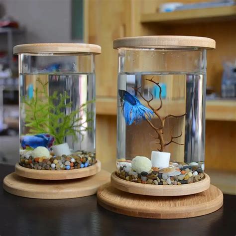 Betta fish tank - bingerrenta