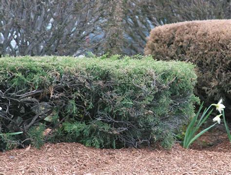 Pruning Spreading Junipers | Coffee For Roses