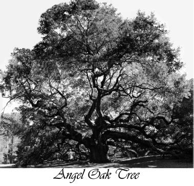 The Angel Oak Tree - Charleston Tree | Oak tree tattoo, Angel oak trees, Angel oak