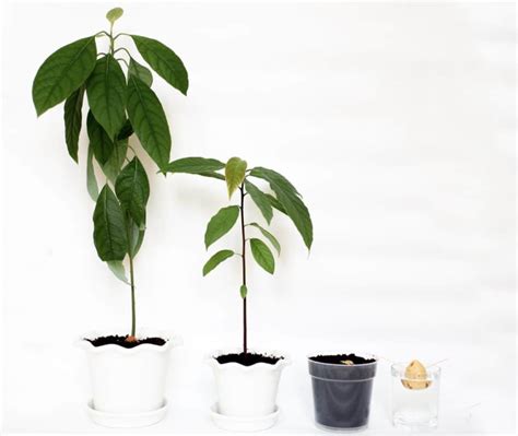 Can An Avocado Tree Grow In A Pot (yes + How To) - GFL Outdoors