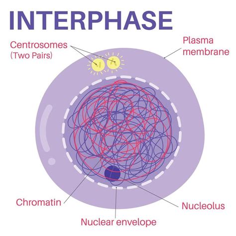 Interphase is the portion of the cell cycle. | Biologie, Anatomie