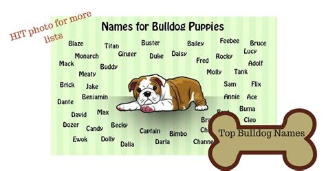 I love My Dog; Natural Pet Health,: Popular English Bulldog names