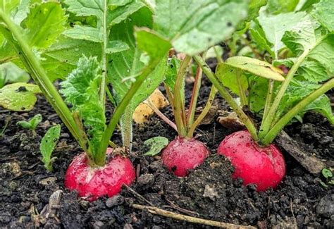 How to Plant and Grow Full Size Radishes From Seed to Harvest