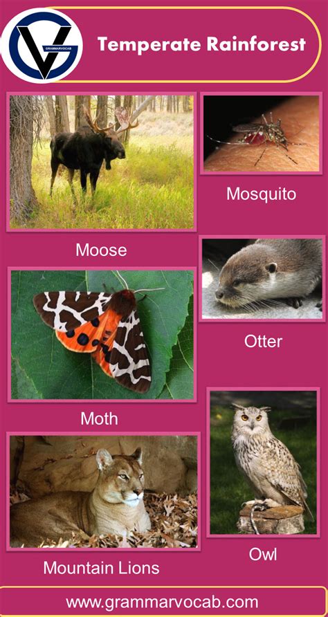 Rainforest Animals Names with Pictures | PDF - GrammarVocab