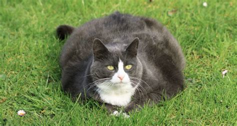 What Everyone Should Know About Fat Cats - Dr. Basko - Holistic Veterinarian