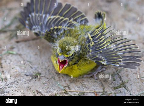 bird baby yellow finch fledgling Stock Photo - Alamy