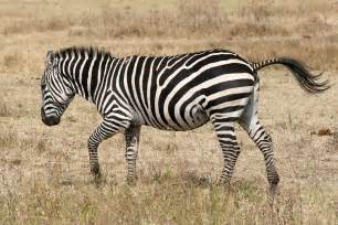 File:Zebra running Ngorongoro.jpg - Wikipedia