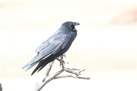 Forest Raven | BIRDS in BACKYARDS