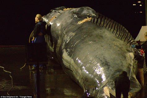 Rare 'blue whale hybrid' is hauled up on the deck of an Icelandic whaling ship | Daily Mail Online