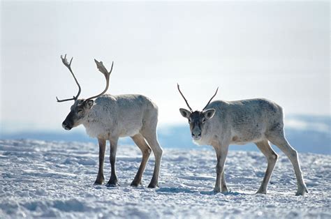 Reindeer | Habitat, Diet, Antlers, & Facts | Britannica