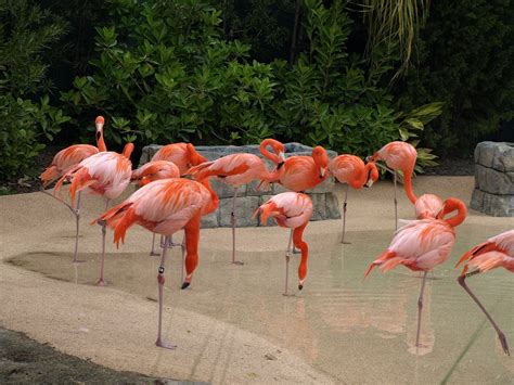 Everglades Florida Pink Flamingos - Free photo on Pixabay