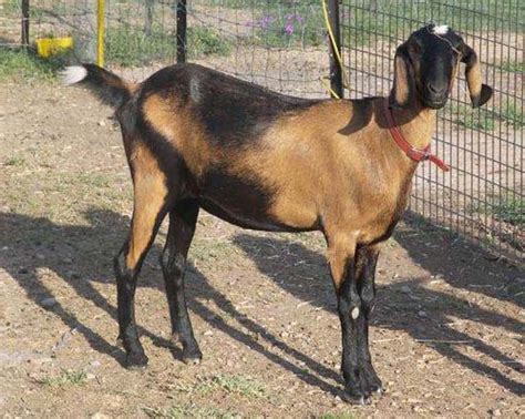 Nubian Goat - Breeds List