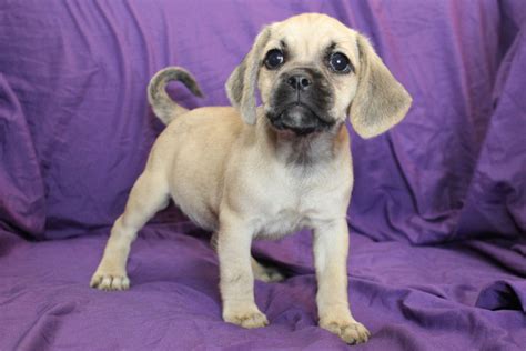 Available Puggle Puppies for Sale - PuggleBaby.com