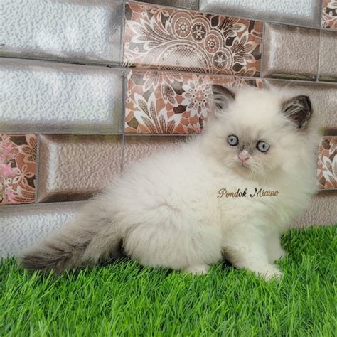 Jual Kucing Persia Anak Kucing Flatnose Blue Silver Simetris Peaknose ...