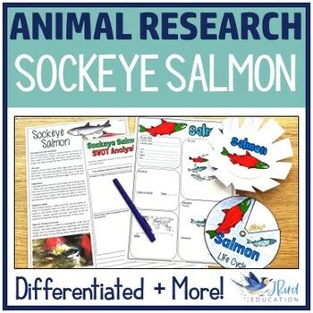 Sockeye Salmon Research | Sockeye Salmon Adaptations and Life Cycle