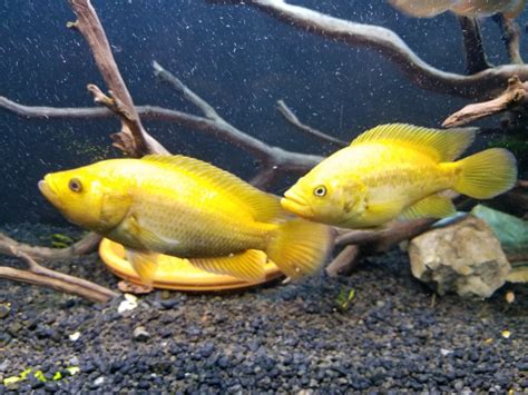 FS | Gold Jaguar Cichlid Breeding Pair | $275 | Coram NY | Pickup ...