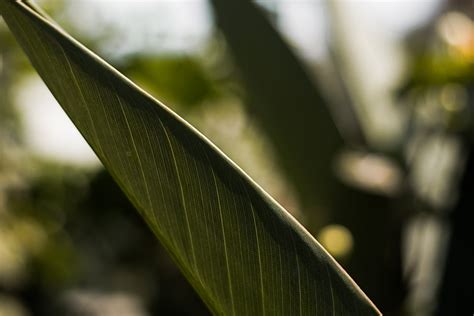 Close Up Photo of Green Leaf · Free Stock Photo