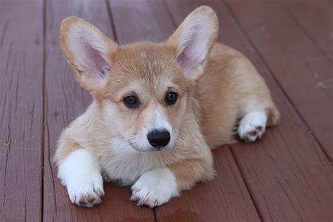 Teacup Corgi: Why Is It So Small And Cute?