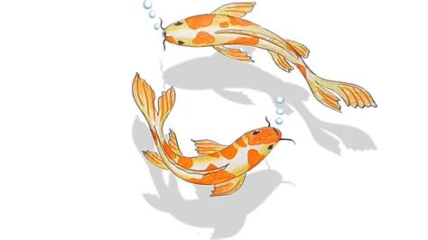 Draw Koi Fish Step Step