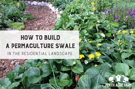 How to Build a Swale in the Residential Landscape [+ Free Download ...