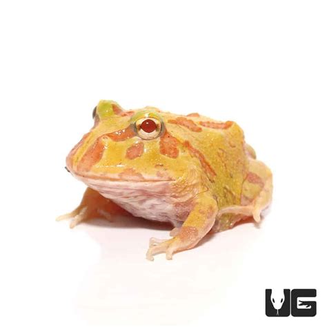 Albino Pacman Frogs For Sale - Underground Reptiles