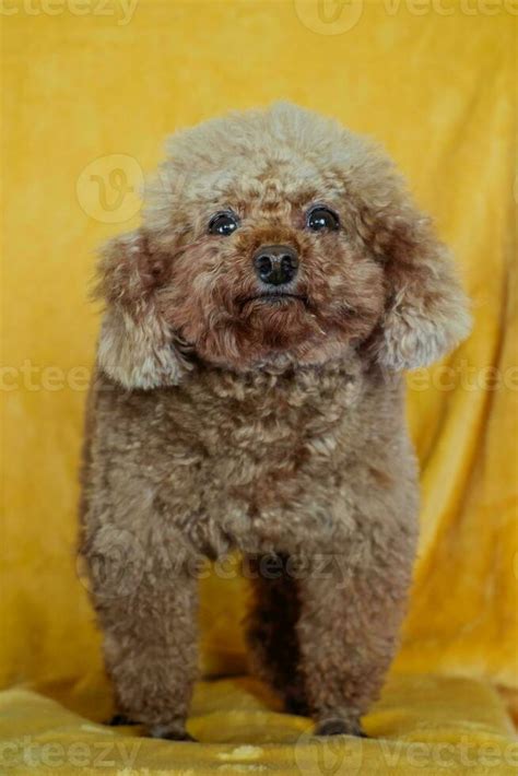 brown poodle dog pet 25407357 Stock Photo at Vecteezy