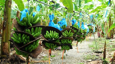 Banana Plantation, Paphos