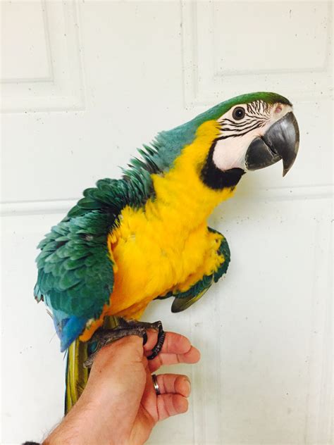 HarleyGold macaw baby for sale | Best Birds Aviary