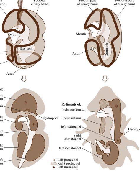 Hemichordata Anatomy