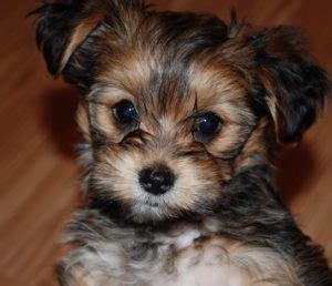 Shorkie: A Definitive Review of the Shih Tzu Yorkie Mix (and Photos) - Animalso