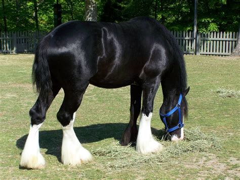 Clydesdale Horse Breed Information, History, Videos, Pictures