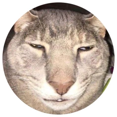 Round icon pfp cute sleepy cat aesthetic Y2K profile picture in 2022 | Y2k profile picture, Cat ...