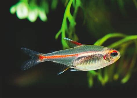 Glowlight Tetra - Hemigrammus Erythrozonus - Tropical Fish Site