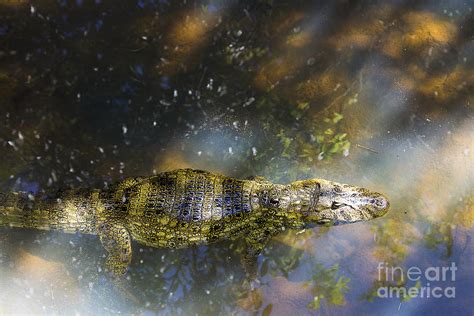 Broad-snouted Caiman Photograph by Mirko Chianucci - Pixels