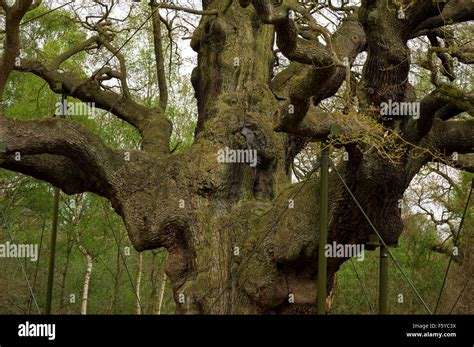 Nottingham Forest, Robin Hood Country, Oak, Great Oak, Nottingham ...