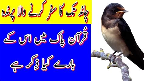 ABABEEL BIRD | Story of Ababeel Bird in Urdu | ابابیل - YouTube