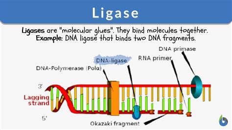 Ligase Enzyme Examples