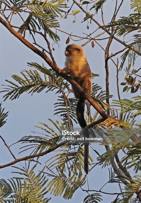 Blacktailed Marmoset Stock Photo - Download Image Now - Animal, Animal Wildlife, Animals In The ...