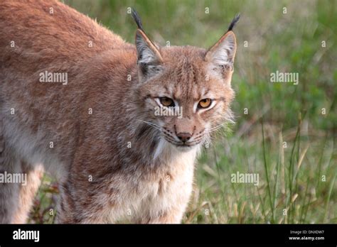 Eurasian lynx close up Stock Photo - Alamy