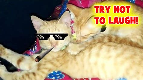 Try Not to Laugh (FUNNY CATS) Impossible – Puspin Cat | World Cat Comedy