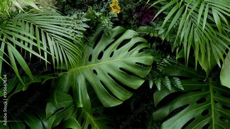 green tropical leaves monstera, palm, fern and ornamental plants backdrop background Coloso