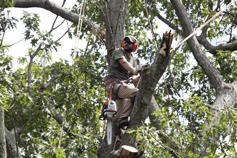 Tree Pruning - Pennsylvania Tree Service