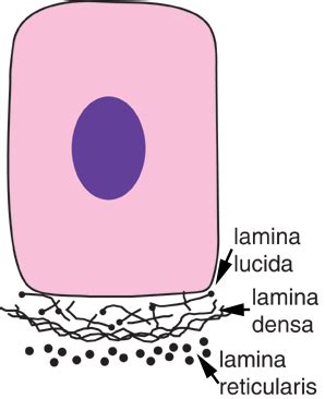 Basal Lamina Vsmembrane