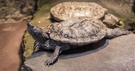 Cumberland Slider (Trachemys scripta troostii) - All Turtles