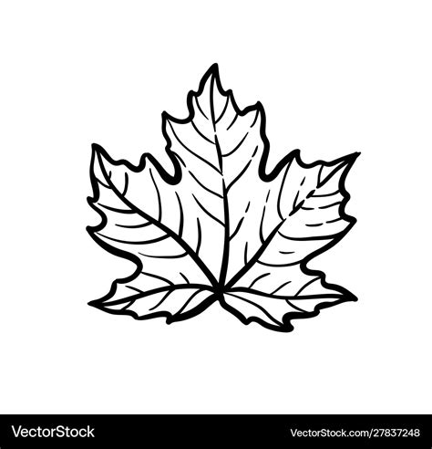 Ink sketch maple leaf Royalty Free Vector Image