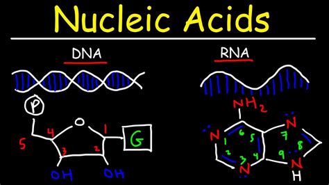 Nucleic Acids - RNA and DNA Structure - Biochemistry - YouTube