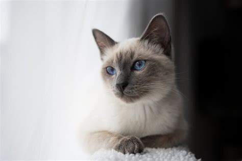 Blue Lynx Point Siamese Cat