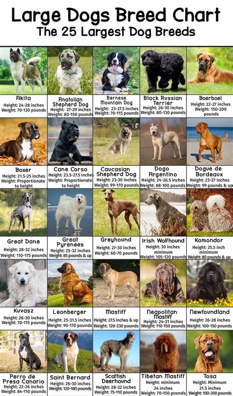 Large Dog Breeds Pictures and Names Chart - PatchPuppy.com in 2021 | Dog breed names, Large dog ...